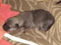 Cachorro raça Vira lata idade Abaixo de 2 meses nome Tem nome não 