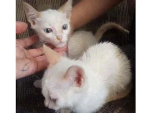 Gato raça  idade 2 a 6 meses nome Sem nome