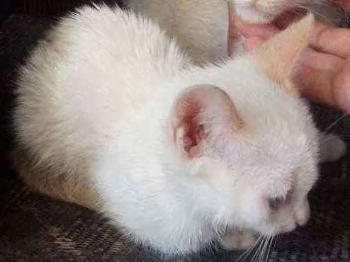 Gato ra a  idade 2 a 6 meses nome Sem nome
