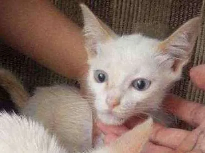 Gato ra a  idade 2 a 6 meses nome Sem nome