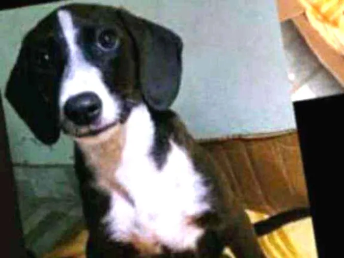 Cachorro ra a Vira lata idade 2 a 6 meses nome .