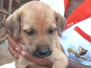 Cachorro raça SRD idade Abaixo de 2 meses nome Filhotinho