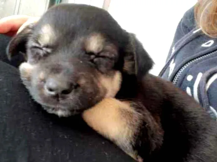Cachorro ra a SRD idade Abaixo de 2 meses nome Laurinha
