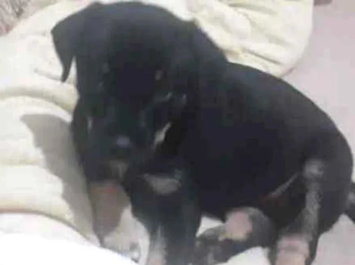 Cachorro ra a Vira lata idade 2 a 6 meses nome Sem nome