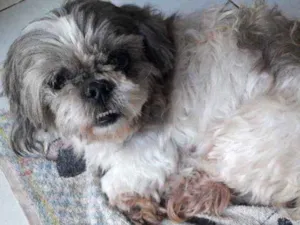 Cachorro raça Shih-tzu idade  nome Bidu