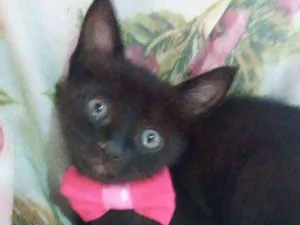 Gato raça Comum idade 2 a 6 meses nome Pérola