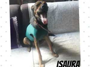 Cachorro raça SRD idade 2 anos nome ISAURA