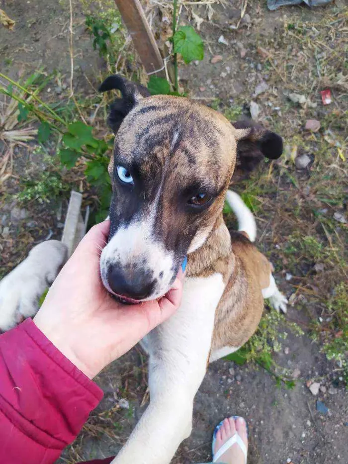 Cachorro ra a SRD idade 1 ano nome Apolo