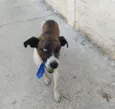 Apolo