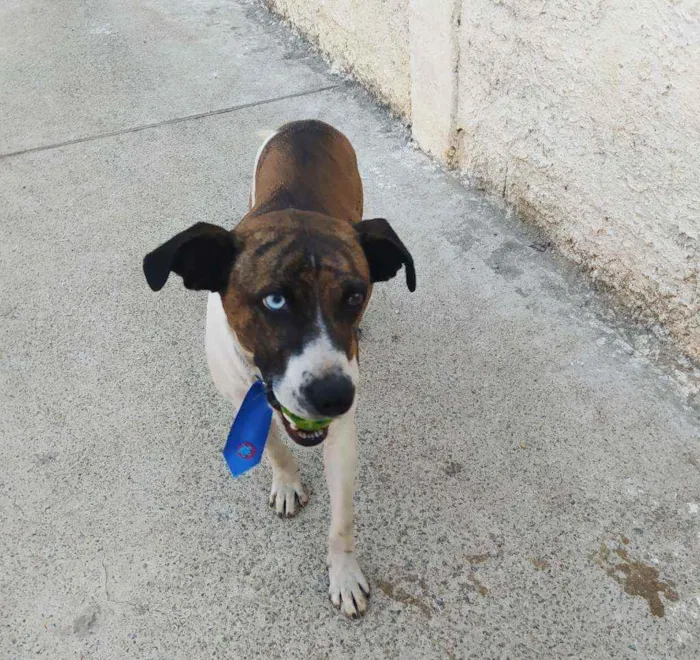 Cachorro ra a SRD idade 1 ano nome Apolo
