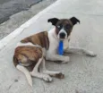 Apolo