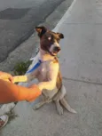 Apolo