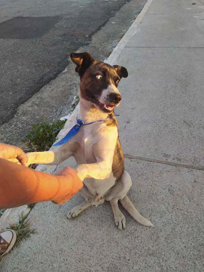 Cachorro ra a SRD idade 1 ano nome Apolo