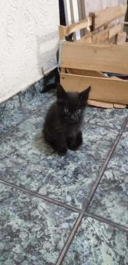 Gato ra a Siamês  idade 2 a 6 meses nome Meninas e menino 