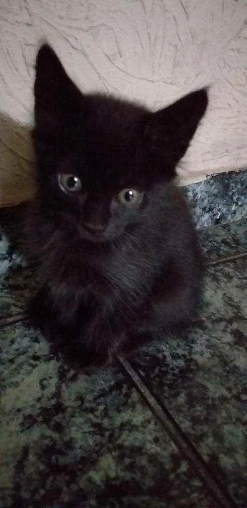 Gato ra a Siamês  idade 2 a 6 meses nome Meninas e menino 