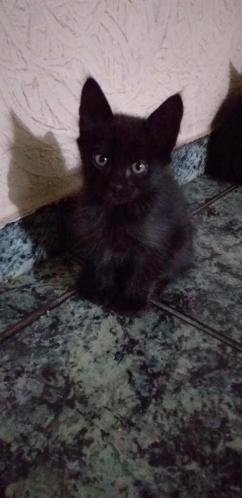 Gato ra a Siamês  idade 2 a 6 meses nome Meninas e menino 