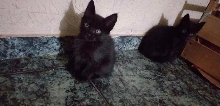 Gato ra a Siamês  idade 2 a 6 meses nome Meninas e menino 