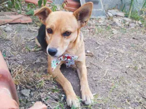 Cachorro raça SRD idade 2 anos nome Athena