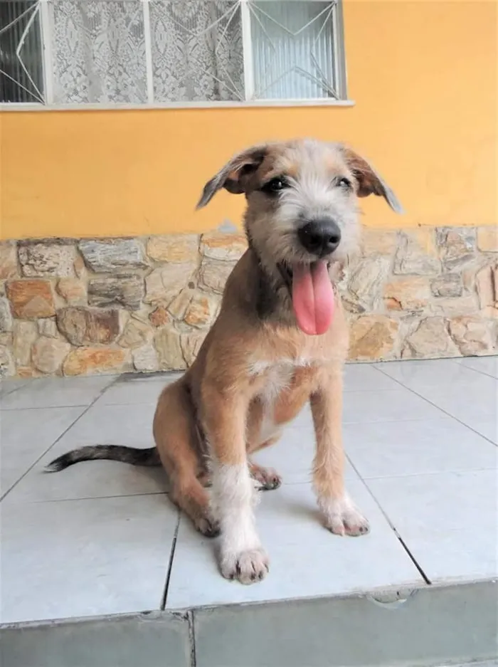 Cachorro ra a SRD idade 1 ano nome Barbudinho