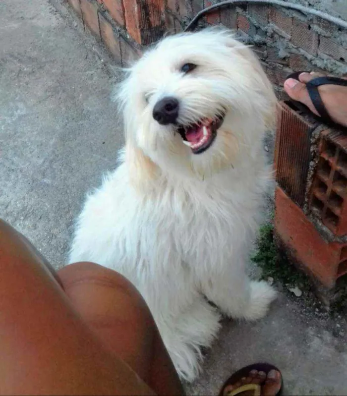 Cachorro ra a Maltes e Poodle idade 3 anos nome Mike