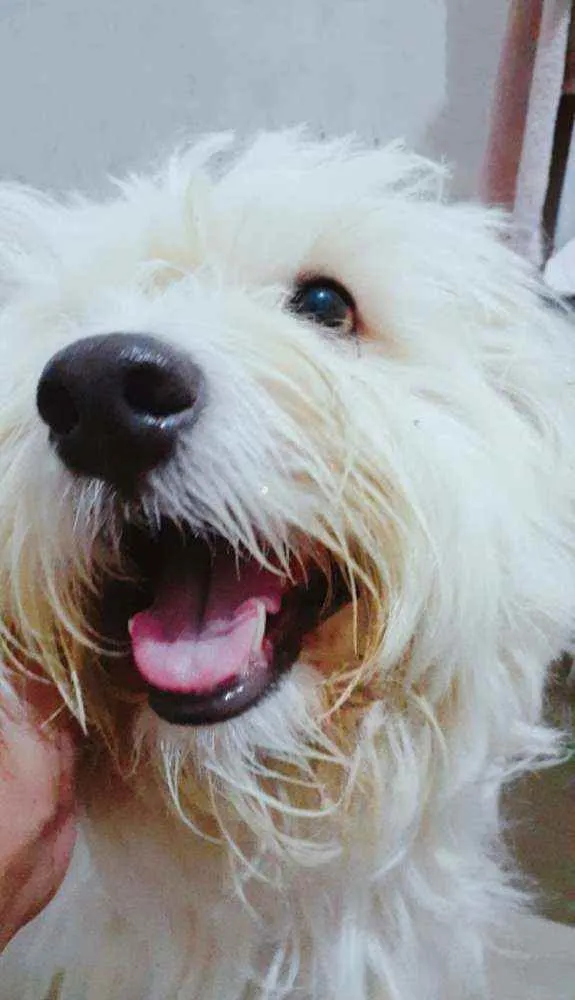 Cachorro ra a Maltes e Poodle idade 3 anos nome Mike