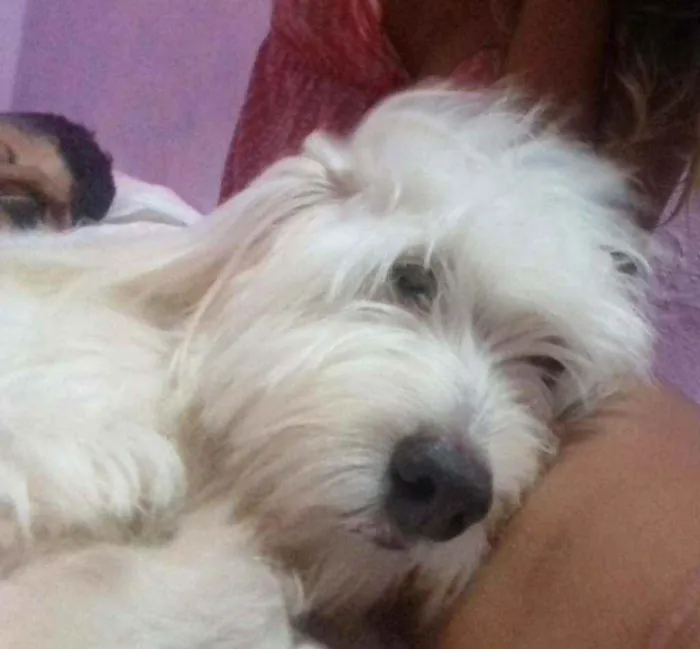 Cachorro ra a Maltes e Poodle idade 3 anos nome Mike