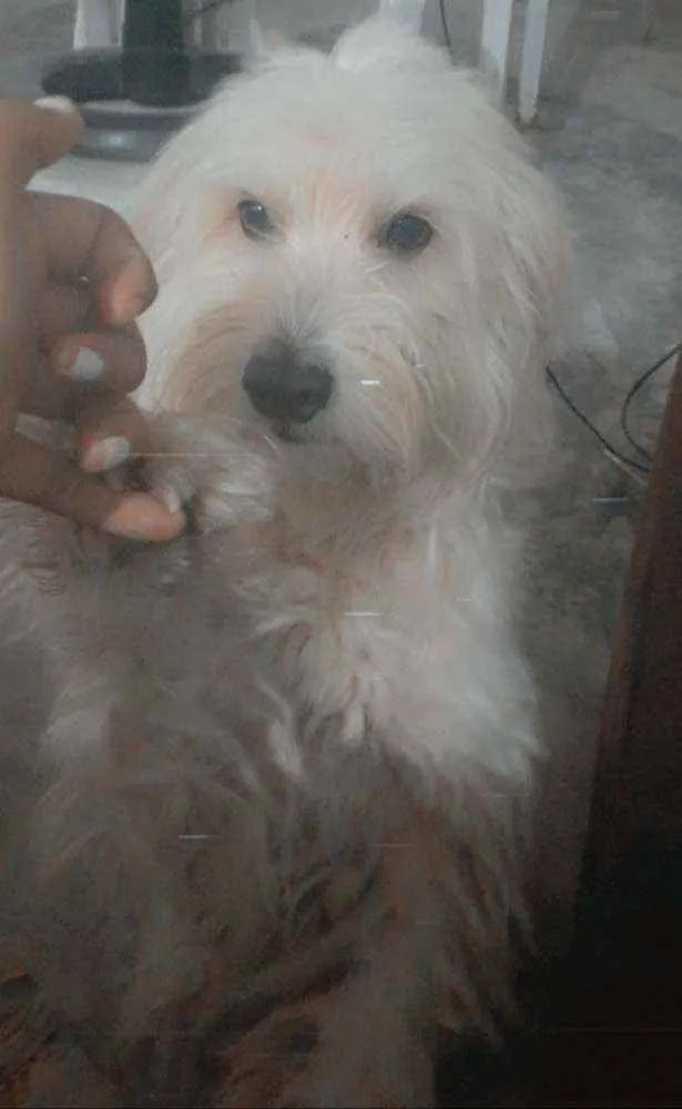 Cachorro ra a Maltes e Poodle idade 3 anos nome Mike