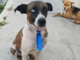 Apolo