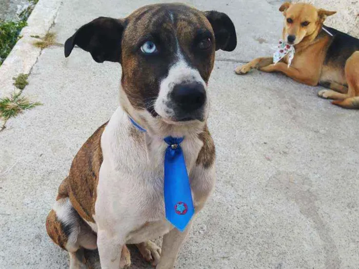 Cachorro ra a SRD idade 1 ano nome Apolo