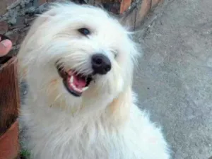 Cachorro raça Maltes e Poodle idade 3 anos nome Mike