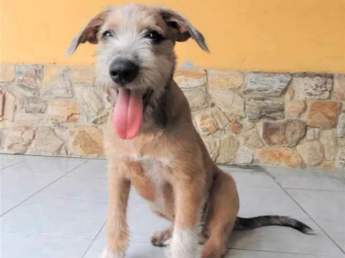 Cachorro ra a SRD idade 1 ano nome Barbudinho