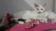 Mocinha 2