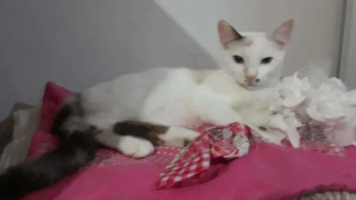 Gato ra a Srd idade 2 a 6 meses nome Mocinha 2