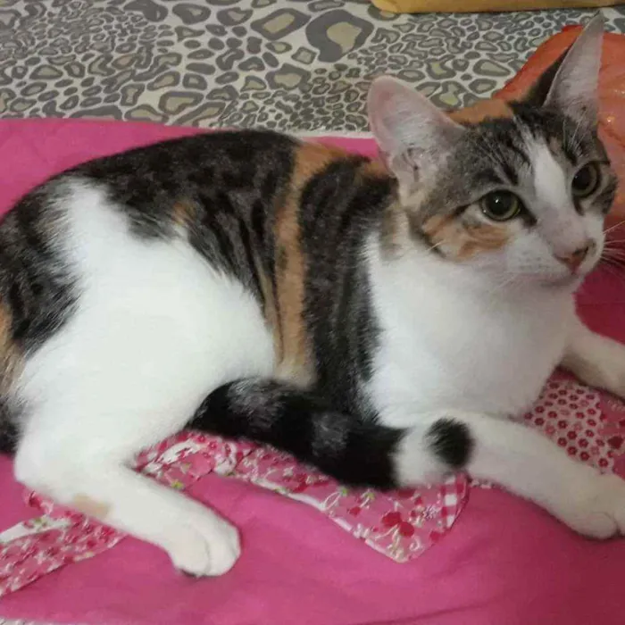 Gato ra a Srd idade 7 a 11 meses nome Ximena