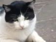 Toncio