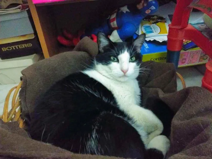 Gato ra a  idade 4 anos nome Toncio