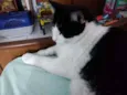 Toncio