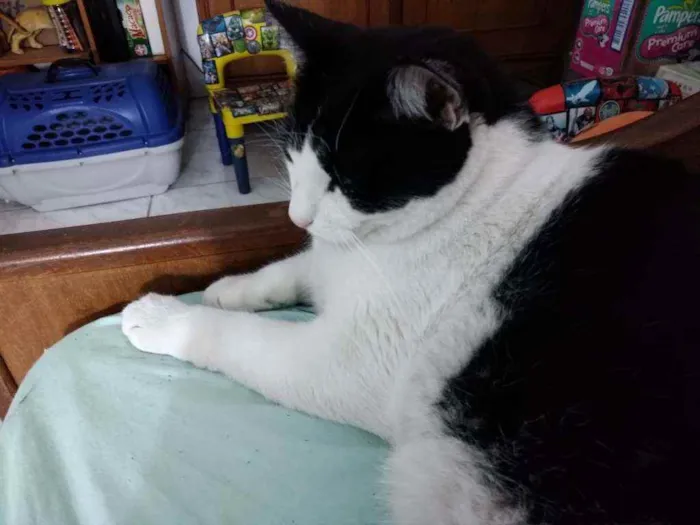 Gato ra a  idade 4 anos nome Toncio