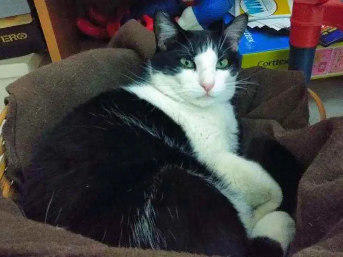 Gato ra a  idade 4 anos nome Toncio