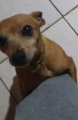 Cachorro ra a Pinscher idade 6 ou mais anos nome Hulk