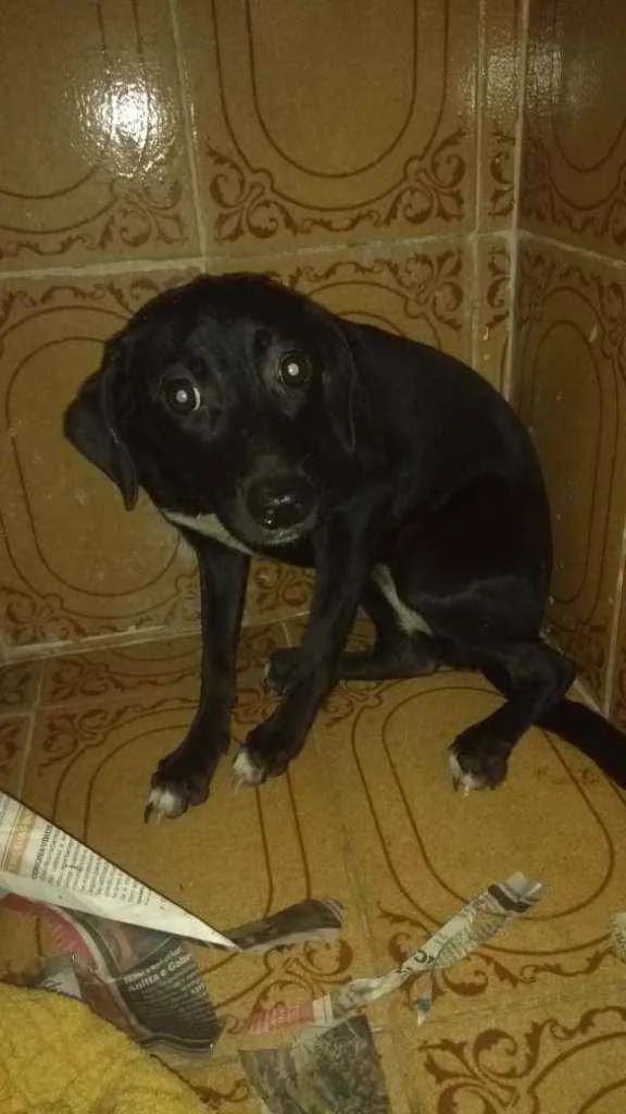 Cachorro ra a SRD idade 7 a 11 meses nome Olivia 