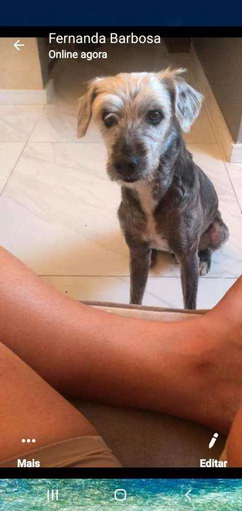 Cachorro ra a SRD idade 6 ou mais anos nome Flokinho 
