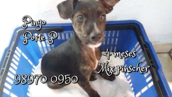 Cachorro raça SRD idade 2 a 6 meses nome Pingo