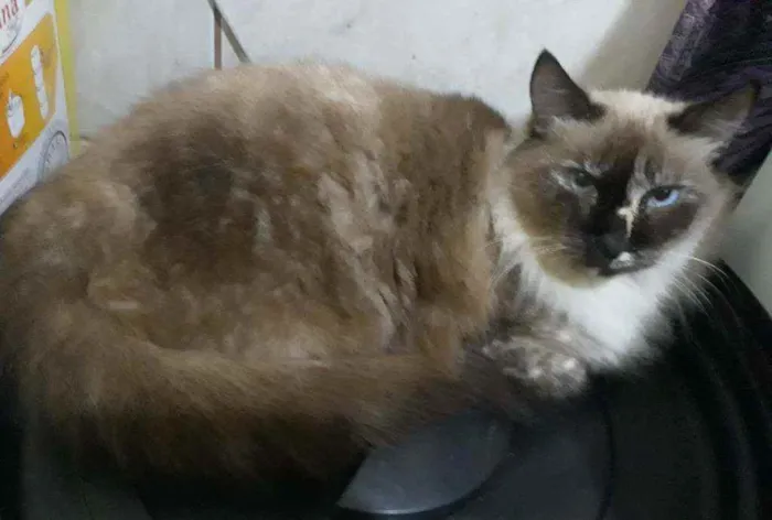 Gato ra a Srd idade 1 ano nome Pathy