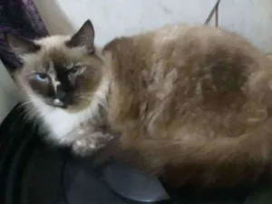Gato raça Srd idade 1 ano nome Pathy