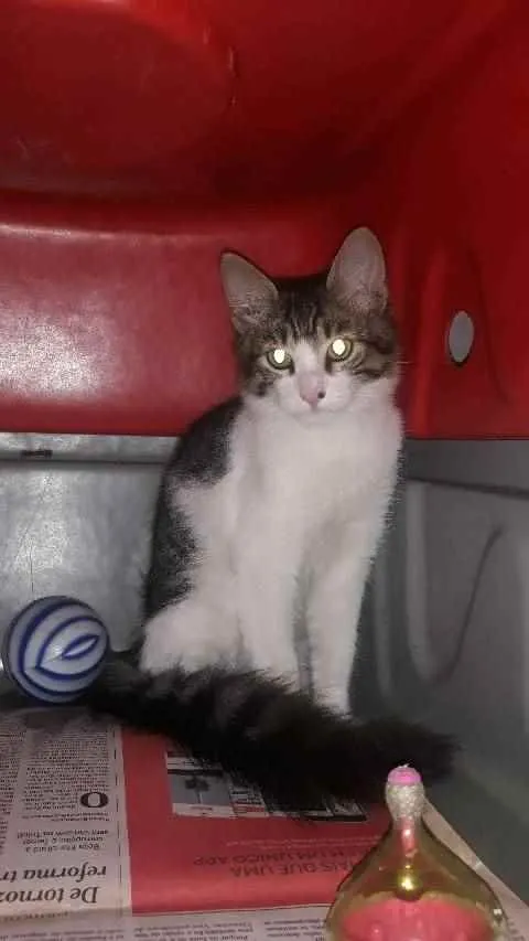 Gato ra a Srd idade 2 a 6 meses nome Cisco