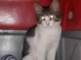 Cisco
