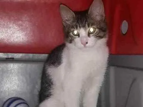 Gato ra a Srd idade 2 a 6 meses nome Cisco