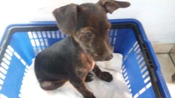 Cachorro raça SRD idade 2 a 6 meses nome Pingo