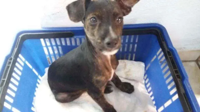 Cachorro raça SRD idade 2 a 6 meses nome Pingo